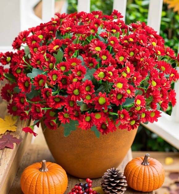 Funsdecor Other - Funsdecor Artificial Sunset Mums Red Fall Flowers